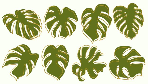monstera drawing collection