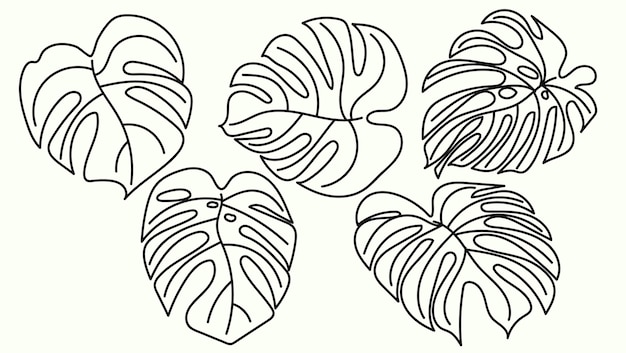 벡터 monstera 드로잉 개요 컬렉션