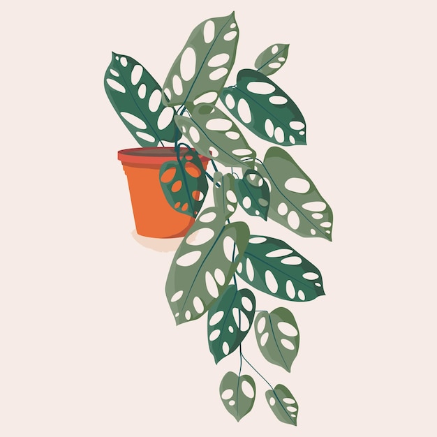 Vector monstera flat vector cartoon icon illustration of house plant isolated