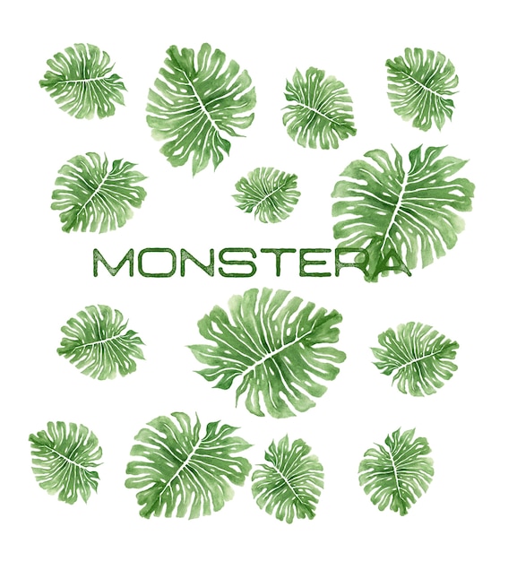 Vector monstera green background