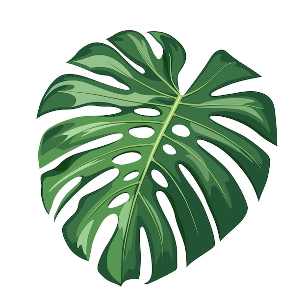 Monstera green leaf, realistic