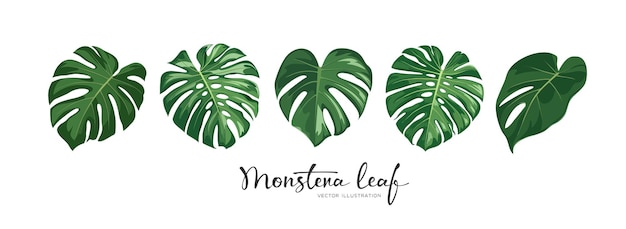 Monstera groene blad tropische collectie