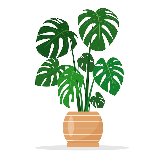 Vector monstera houseplant in ceramic flowerpot isolated tropical plant for home or office interior