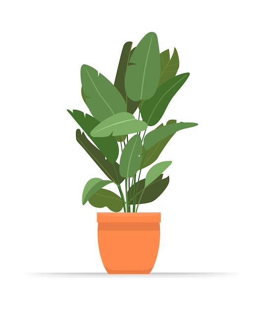 Monstera huisplant cartoon illustratie geïsoleerd op witte achtergrond