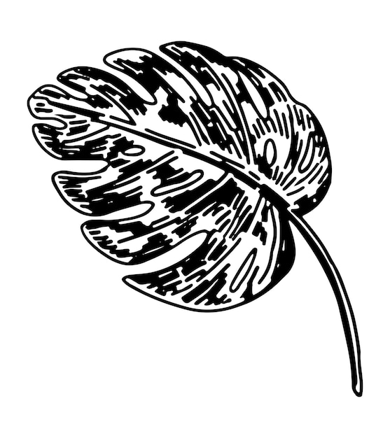 Клипарт листьев монстеры эскиз каракулей тропической флоры ручной рисунок векторной иллюстрации ботаники гравюра в стиле каракули изолирована на белом
