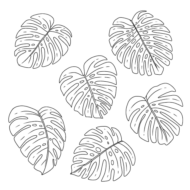 Vettore collezione di foglie monstera in stile doodle a disegno di linee semplici