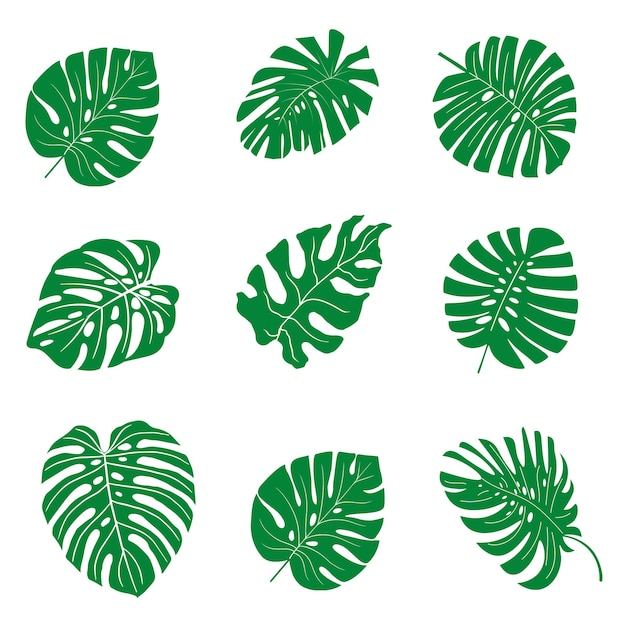monstera leaf collection versatile vector graphics for tropical designs