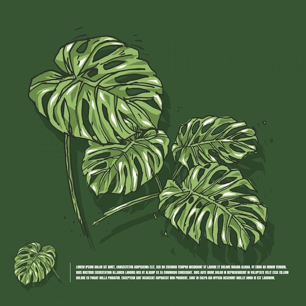 Monstera leaf drawing