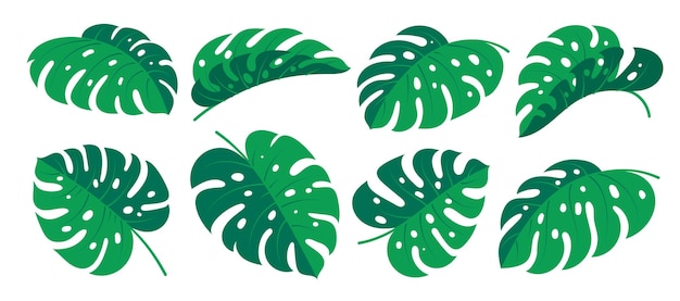 Monstera leaf flat cartoon set Abstract tropical exotic plant green summer hawaiian jungle forest foliage Paradise floral branch fabric design element Single philodendron leaves isolated on white