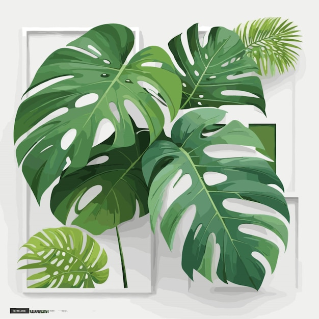 Вектор Вектор monstera leaf frames на белом фоне