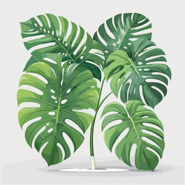 Monstera leaf frames vettore su sfondo bianco