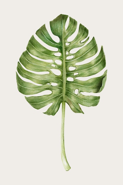 Vettore vettore disegnato a mano della foglia di monstera a matita colorata