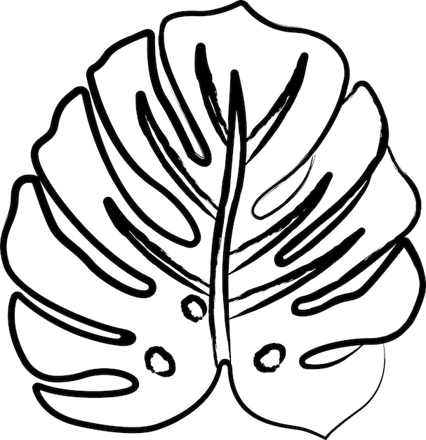 Vector monstera leaf hand drawn vector illustration