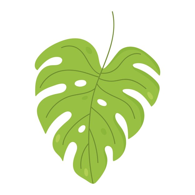 Vettore foglia di monstera isolata su sfondo bianco illustrazione disegnata a mano di un clipart botanico