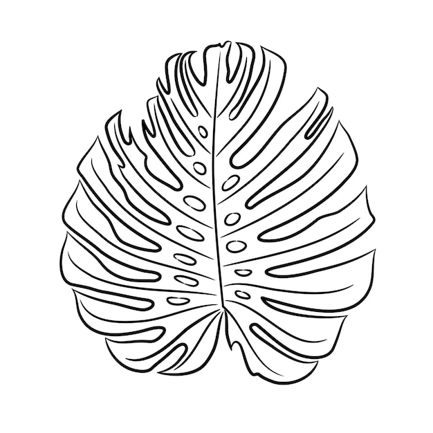 Vector monstera leaf of ornamental plant with holes sketch draw from contour black brush lines different thickness on white background vector illustration