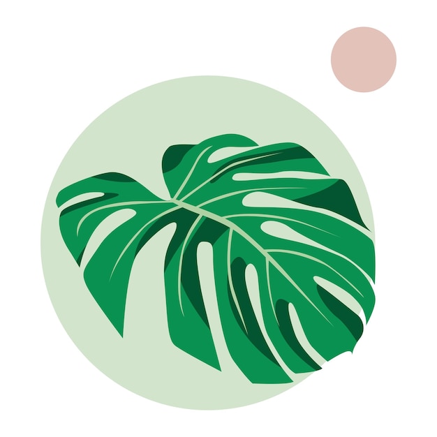 Monstera leaf plant illustration with simple background