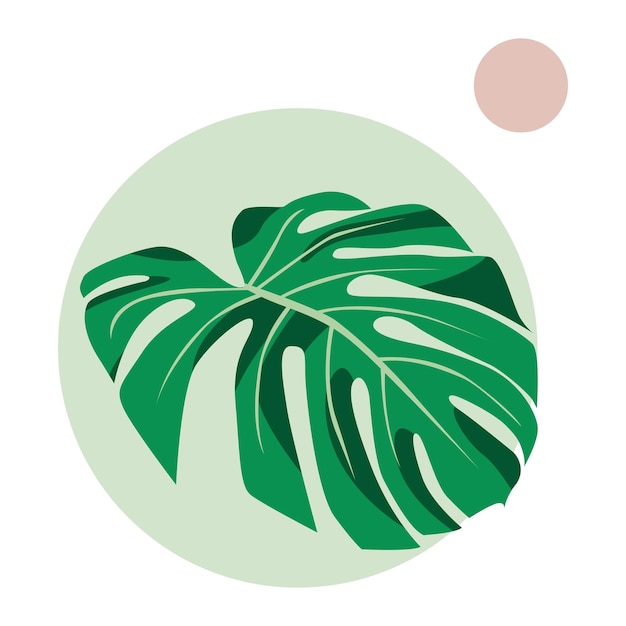 Illustrazione della pianta della foglia di monstera con sfondo semplice