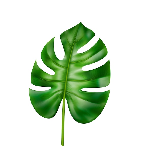 Monstera leaf tropical and exotic leafage vector