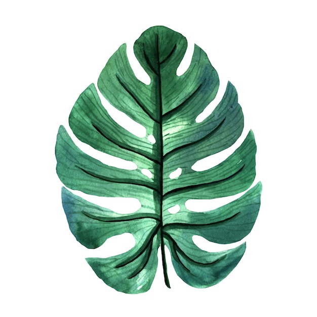 Monstera leaf watercolor illustration