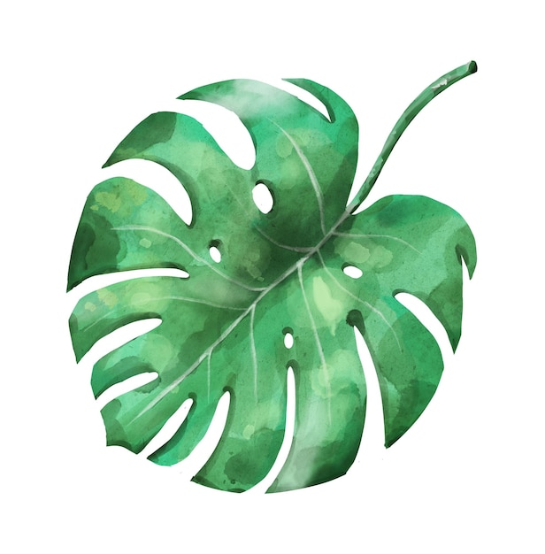 Monstera leaf in watercolor