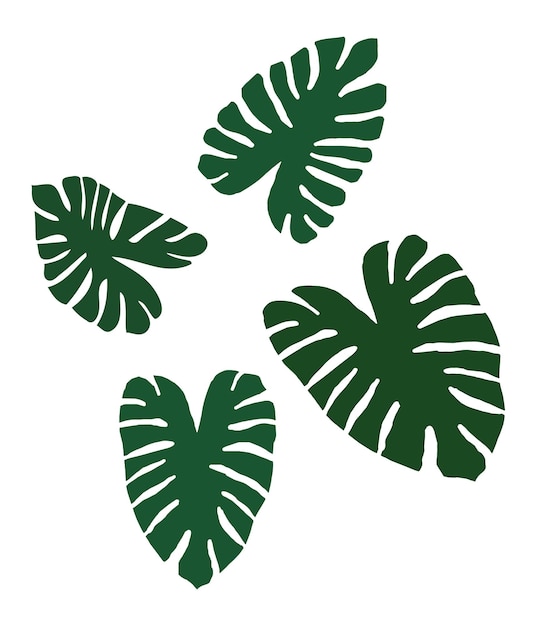 monstera leaves set vector design on white background