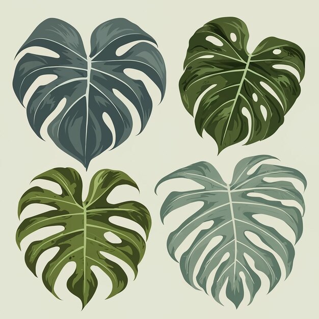 Vector monstera leaves vector set llustration