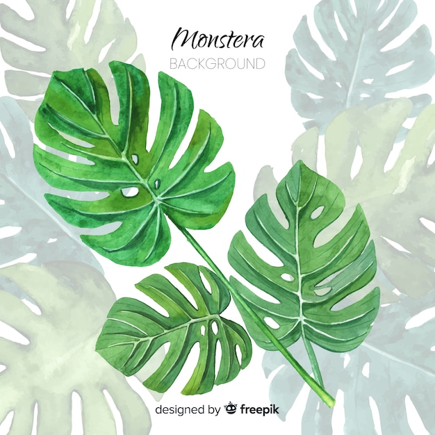 Monstera leaves