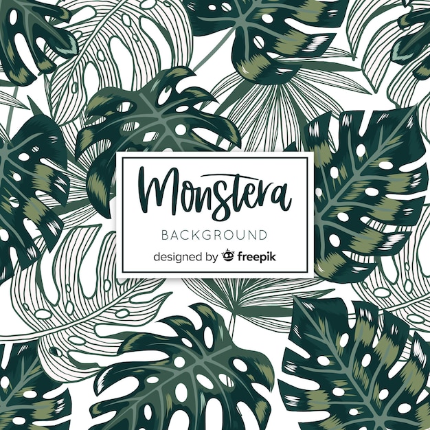 Monstera leaves