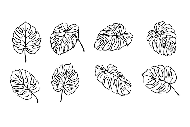 Vector monstera outline drawing tropical leaves