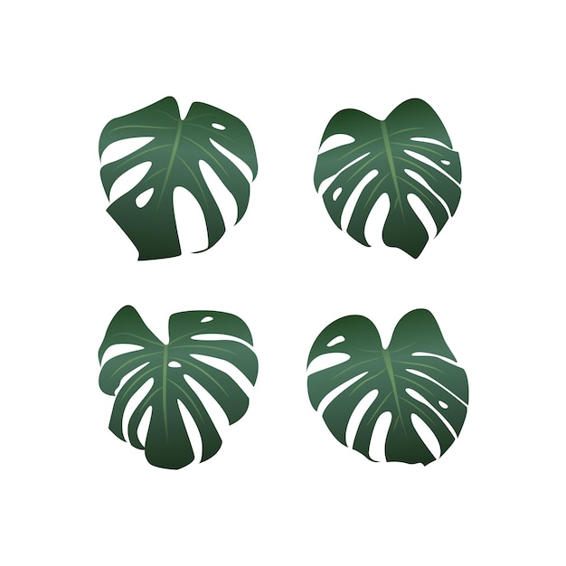 Monstera plant bladeren op witte achtergrond, vectorillustratie