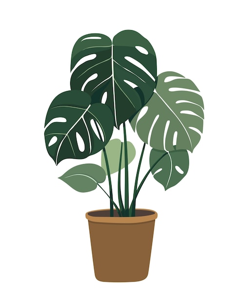 Vector monstera plant leaf tree nature green houseplant flower growth potted botany gardening flora leaves