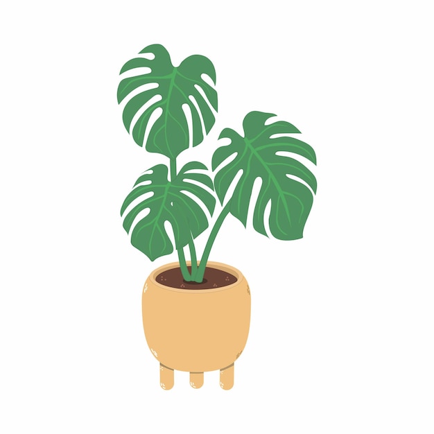 Monstera plant in a pot vector illustration isolated on white background