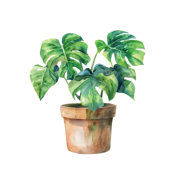 Vector monstera in pot vector illustration in watercolour style