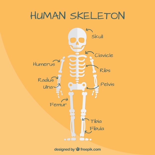 Vector mooi menselijk skelet in plat design