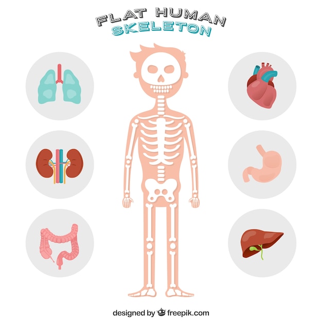 Vector mooi menselijk skelet