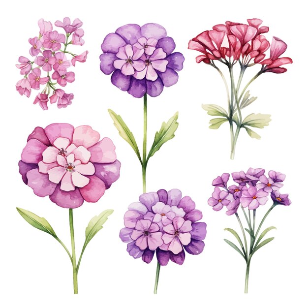 Mooie aquarel Verbena bloemen clipart en bladeren aquarel bloemen elementen