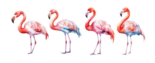 Vector mooie flamingo vogels aquarel geïsoleerd op witte achtergrond vectorillustratie