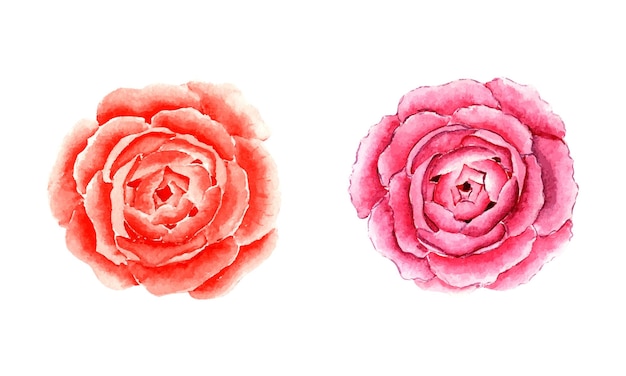 mooie hand getekende aquarel bloemen roze pioenroos op witte achtergrond