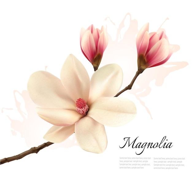 Mooie magnolia bloem achtergrond. vector.