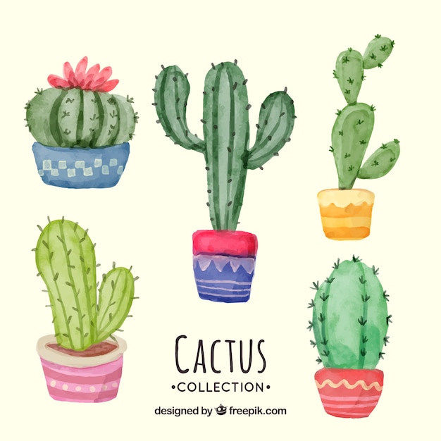 Mooie pak aquarelcactus