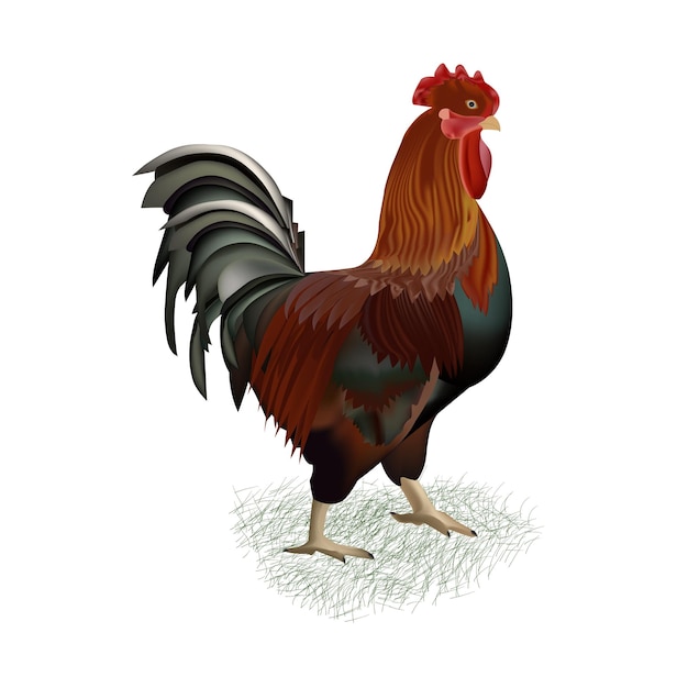 Mooie pik vector kunst illustratie