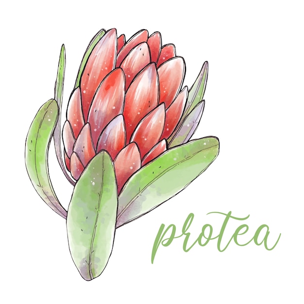 Mooie proteabloem met groene bladeren. aquarel illustratie