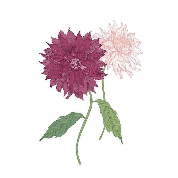 Vector mooie roze bloeiende dahlia bloemen en bladeren hand getekend op witte achtergrond.