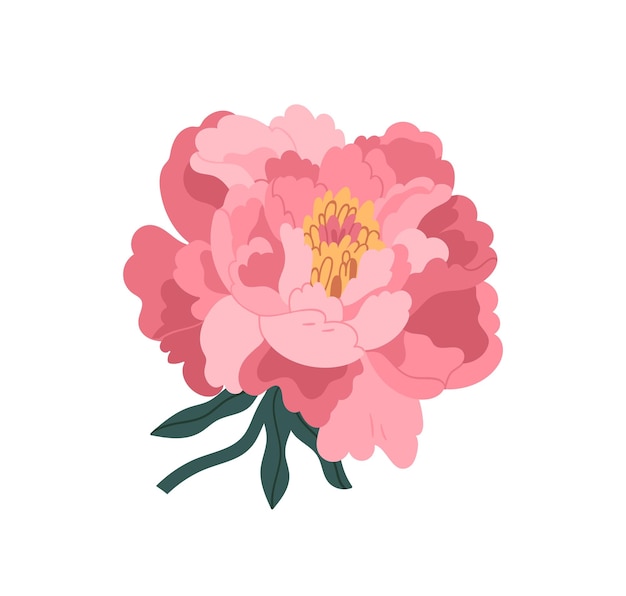 Mooie roze Japanse pioen platte vectorillustratie. Bloeiende plant geïsoleerd op wit. Romantische lente- of zomertuinbloem met knop, stengel en bladeren. Botanisch floristisch decoratie-element.