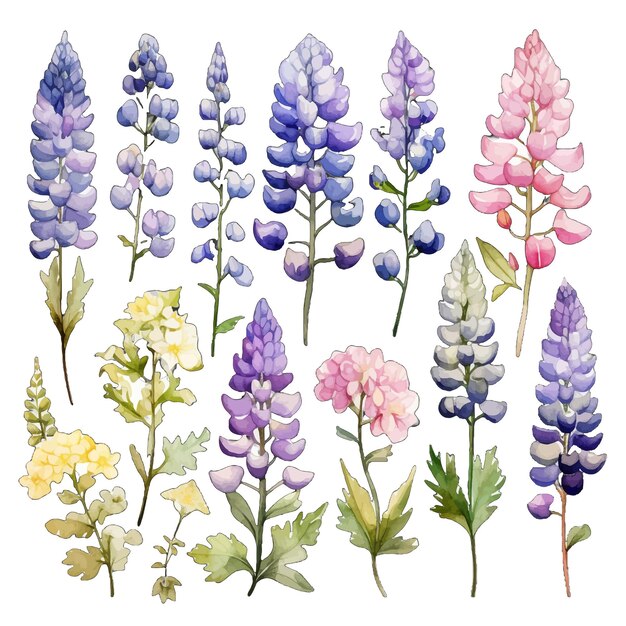 Vector mooie waterverf lupin bloemen clipart en bladeren waterverf bloemen elementen.