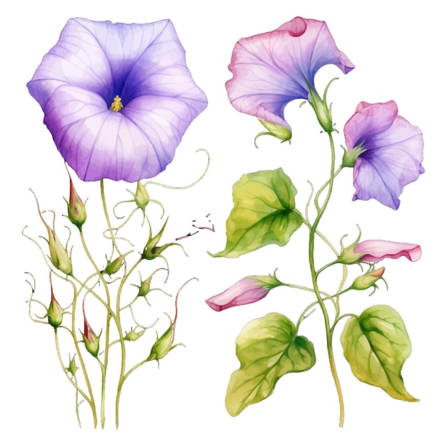 Vector mooie waterverf morning glory bloemen clipart en bladeren waterverf bloemen elementen.