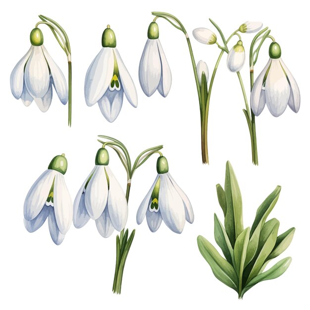 Vector mooie waterverf sneeuwklok bloemen clipart en bladeren waterverf bloemen elementen