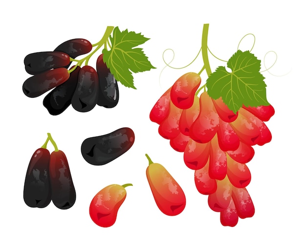 Moon drop grapes or witch finger grapes