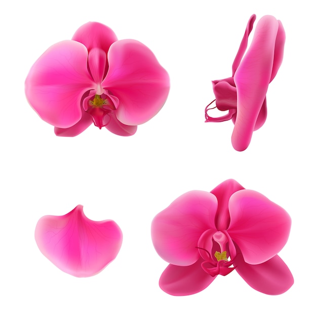 Вектор Лунная орхидея или розовый цветочный вектор
