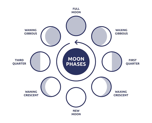 Moon phases in a circular composition.